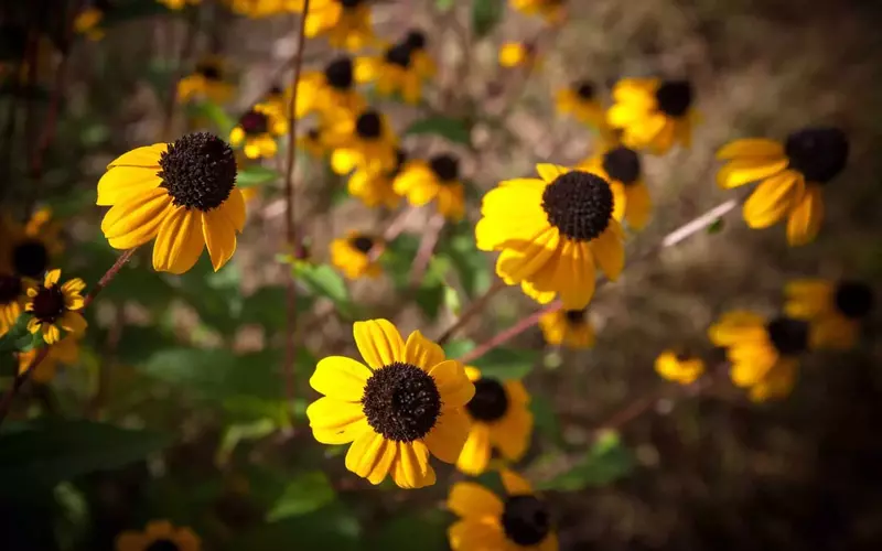 Vibrant yellow flowers in the Smoky Mountains.